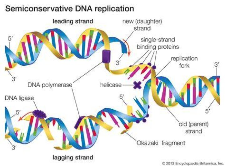 The Science Behind DNA Replication: Unraveling The Semiconservative Process