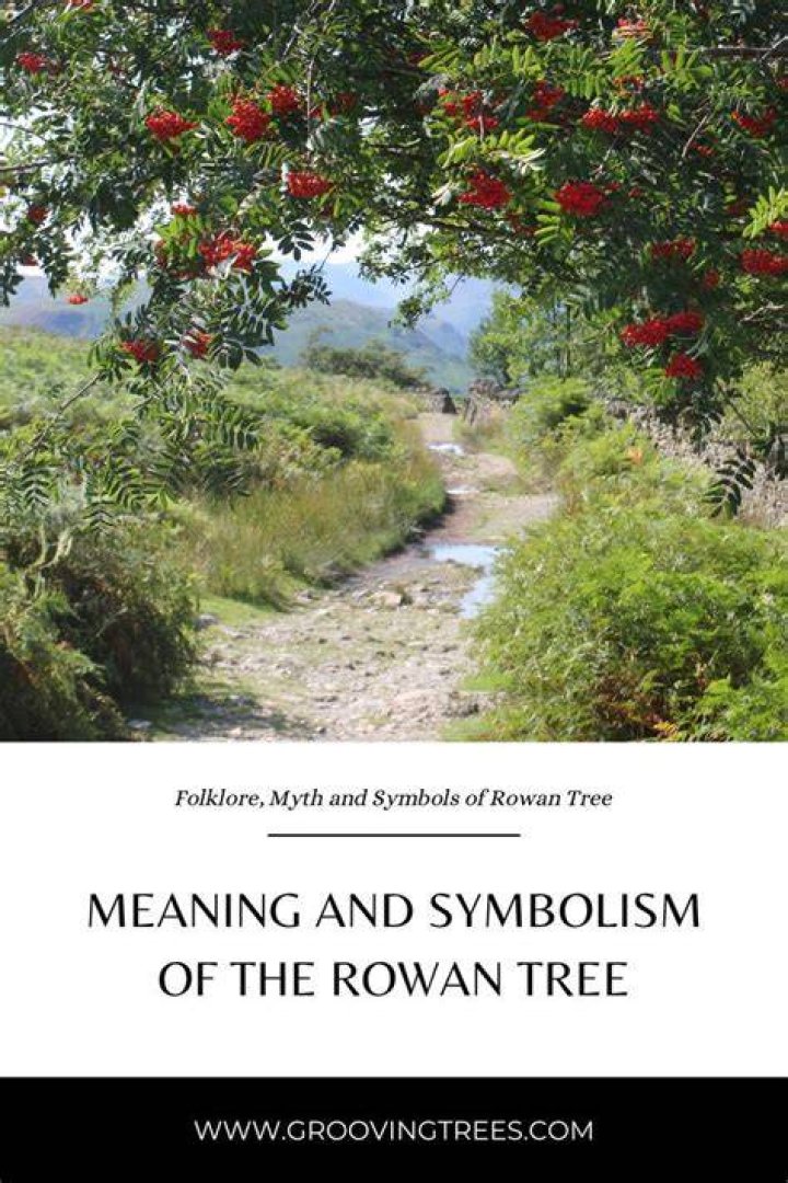The Significance And Symbolism Behind The Rowan Tree