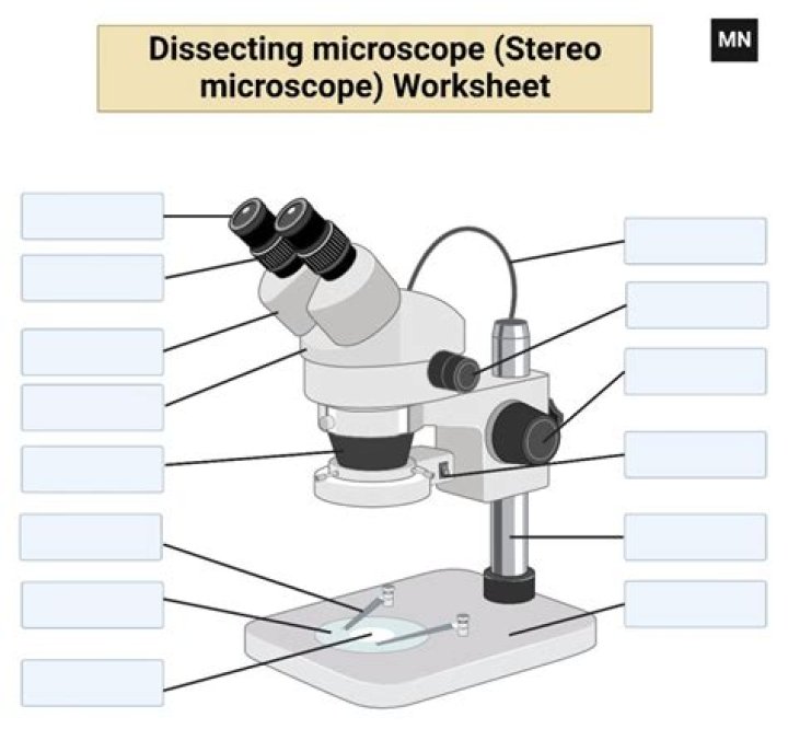 The Ultimate Guide To Dissecting Microscopes: A Comprehensive Exploration