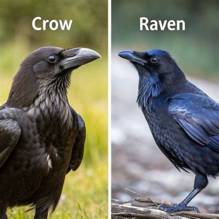 The Ultimate Guide To Distinguishing Crows And Ravens