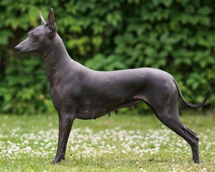 The Ultimate Guide To Hairless Dogs: Discover The Fascinating World Of Bald Canines
