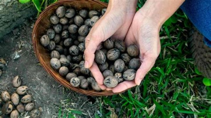 The Ultimate Guide To Harvesting Pecan Trees: A Step-by-Step Guide