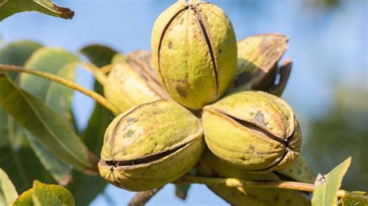 The Ultimate Guide To Pecan Nut Cultivation: Where They Thrive And How To Grow Them