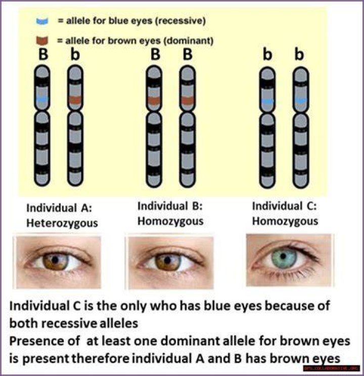 The Ultimate Guide To Recessive Alleles: Definition, Examples, And More