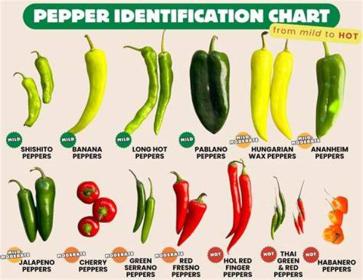The Ultimate Guide To Red Hot Chili Pepper GF: Everything You Need To Know