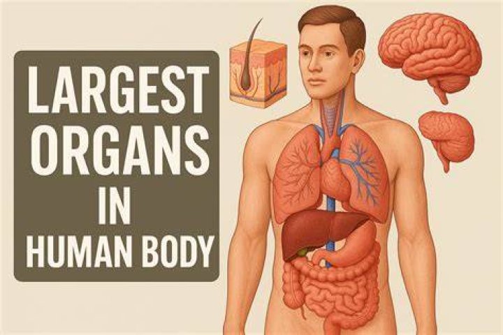 The Ultimate Guide To The Human Body's Largest Organ