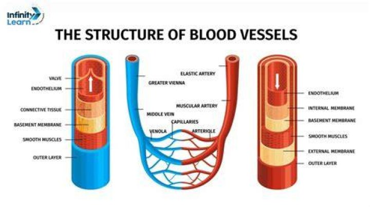 The Ultimate Guide To Veins: Understanding The Vessels That Carry Blood Away From The Heart