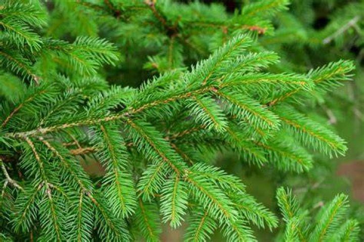 The Ultimate Guide: What Is An Evergreen Ad?