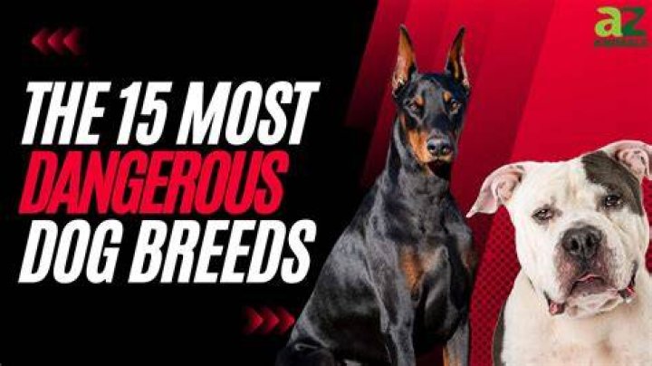 The World's Most Dangerous Dogs
