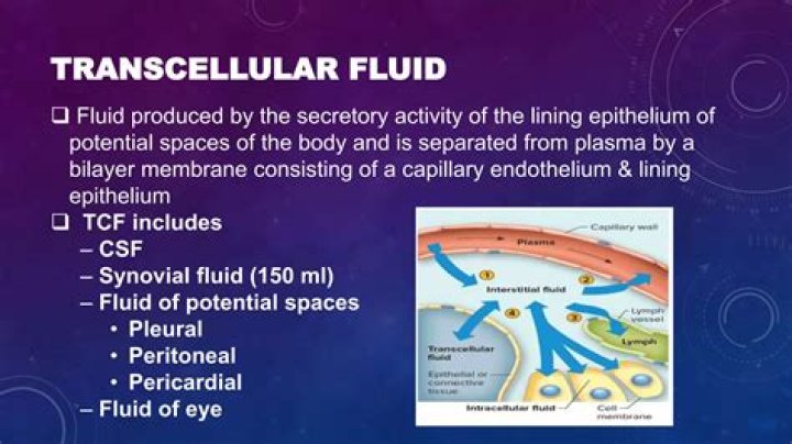 Transcellular Fluid: A Comprehensive Overview