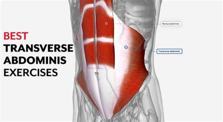Transverse Abdominis | Exercises To Strengthen Your Core and Abs
