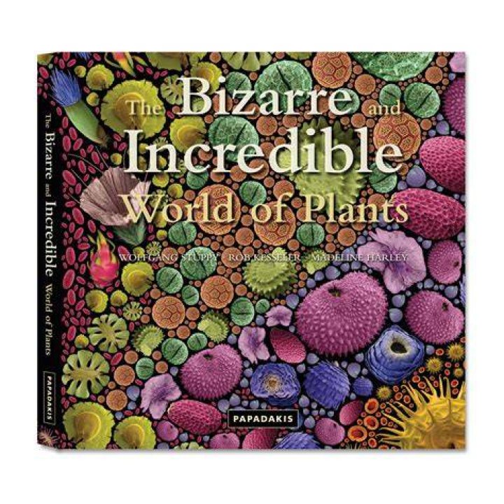 Uncover The Incredible World Of Bizarre Adventure