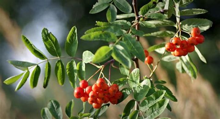 Uncover The Meaning Of Rowan: A Symbol Of Protection And Good Fortune