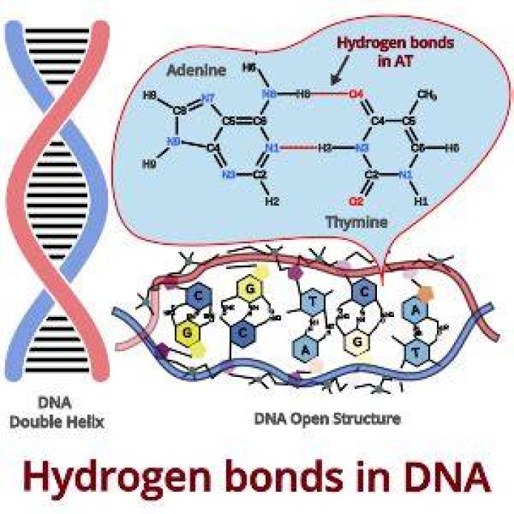 Understanding Hydrogen Bonds In DNA