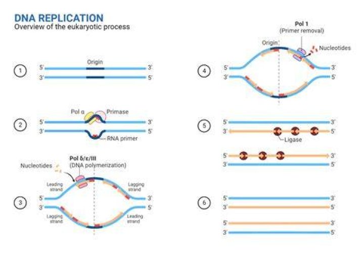 Understanding The Semiconservative Replication Of DNA: A Comprehensive Guide