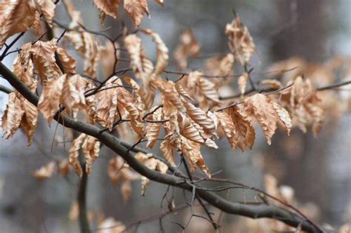 Unlocking The Power Of Dry Leaves