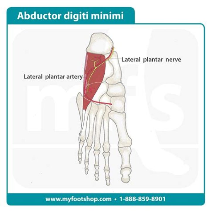 Unravel The Role Of The Abductor Digiti Minimi Muscle: A Comprehensive Guide