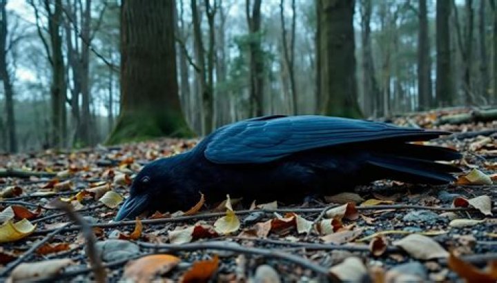 Unraveling The Meaning Behind Dead Crow Omens