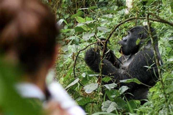 Unveiling Gorilla Tooth: Discoveries And Secrets Revealed