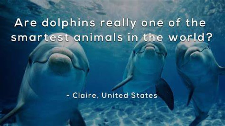 Unveiling The Extraordinary Intelligence Of Dolphins: The Smartest Creatures In The Animal Kingdom