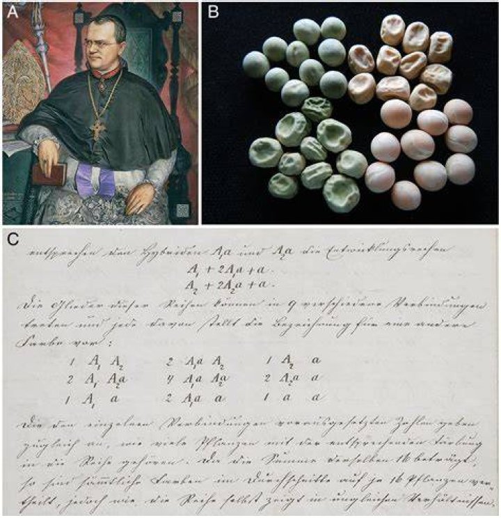 Unveiling The Multifaceted Talent Of Liza Huber: Discoveries And Insights