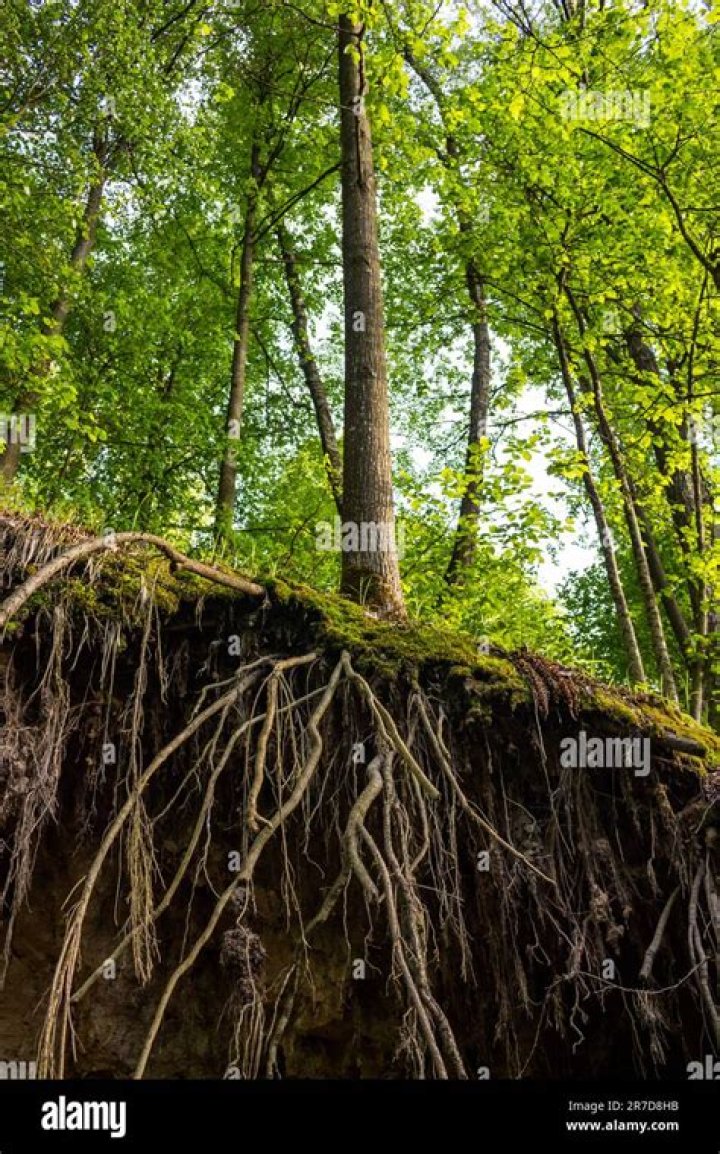 Unveiling The Roots Of A Noted Figure