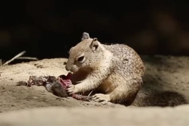 Unveiling The Secrets: Squirrels' Surprising Meat-Eating Habits