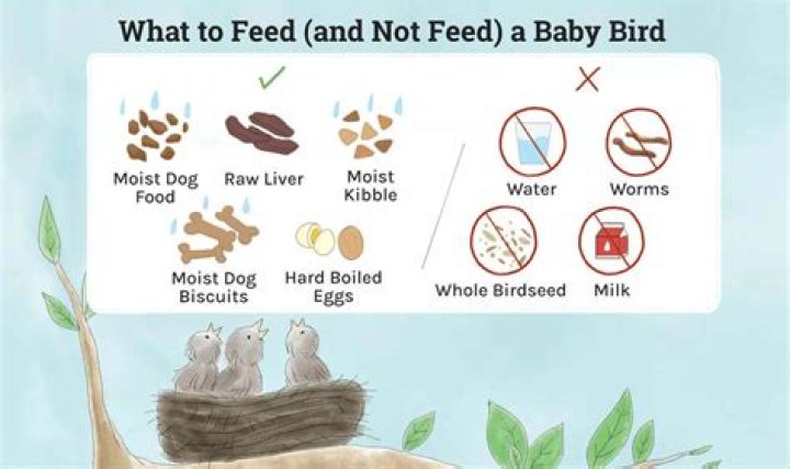 What do I feed a wild baby squirrel? ·