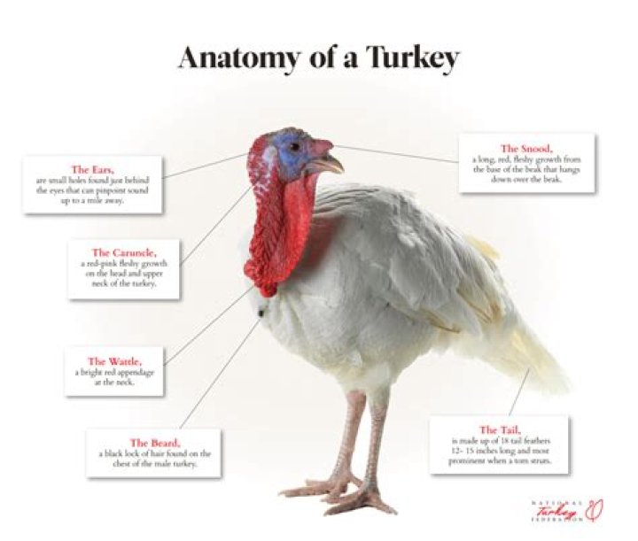 What is the neck part of a turkey called?
