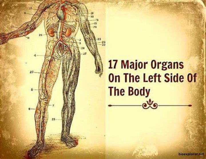 What Organs Are On The Left Side Lower Back? | Anatomical Guide