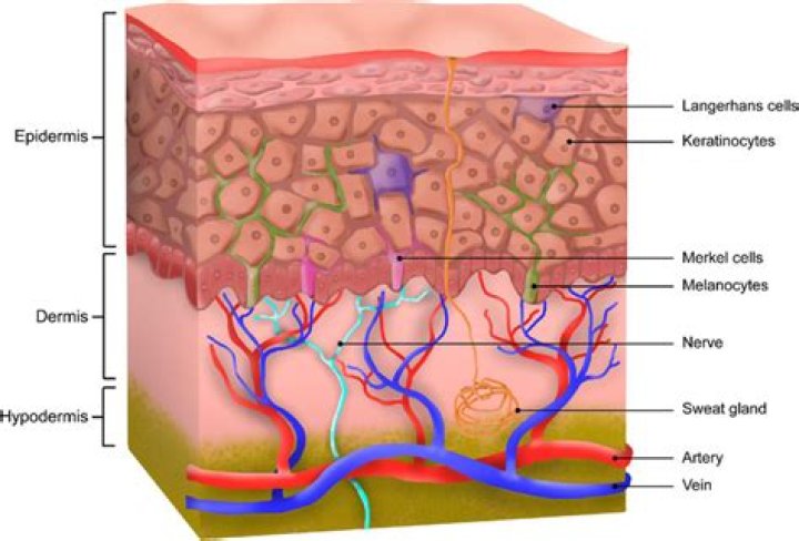 What the dermis hypodermis and epidermis make up