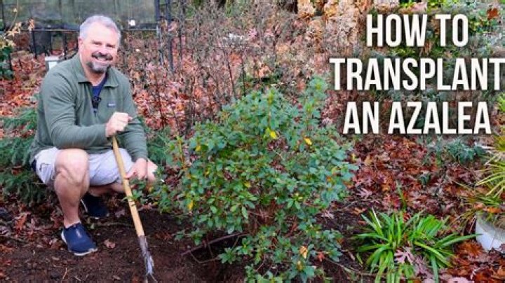 When's The Perfect Time To Transplant Your Azaleas?