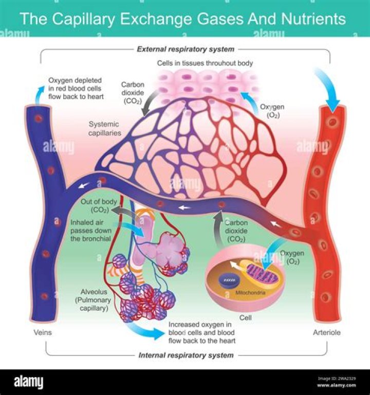 Where Oxygen And Nutrients Intermingle