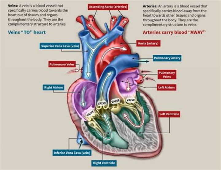 Which Arteries Carry Blood Away From The Heart? The Definitive Guide