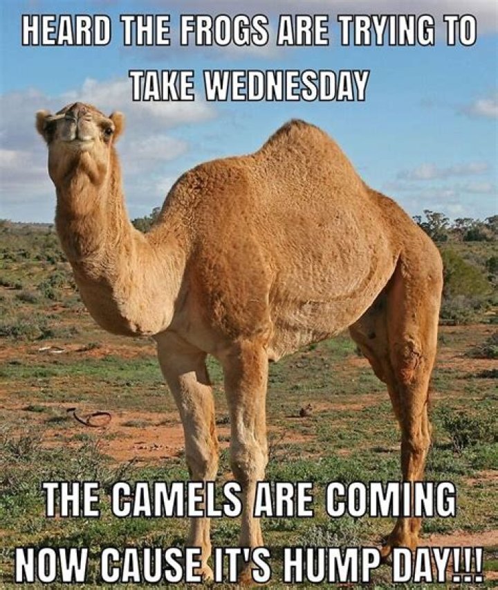 Witty Hump Day Memes To Brighten Your Wednesday